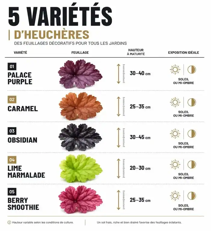 Infographie comparative des plus belles variétés d'heuchères pour le jardin