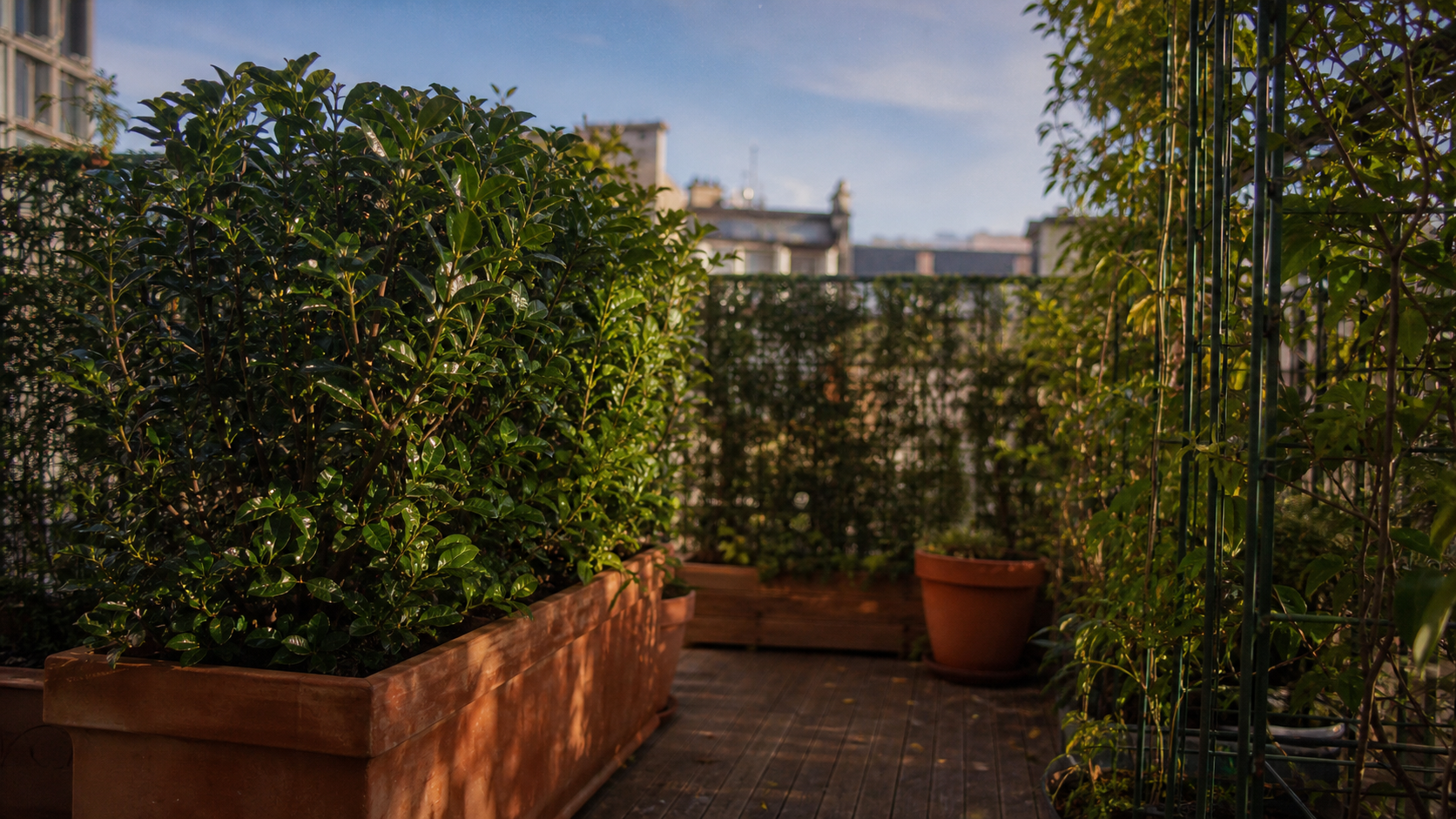 Brise vue plante persistante en terrasse urbaine
